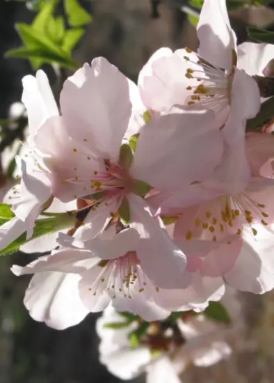 Floración extra-tardía del almendro Penta, variedad desarrollada por el CEBAS-CSIC. Imagen extraída del tríptico oficial del CSIC.