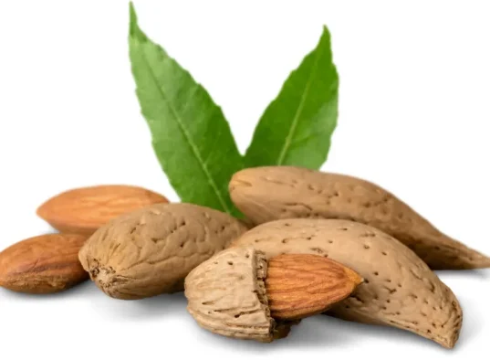 Almendras Penta con cáscara dura y semilla natural, acompañadas de hojas verdes frescas. Producto cultivado por Almendras Lizán en Hellín.